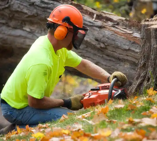 tree services Osborn